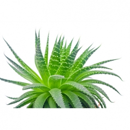 Aloe Vera Extract