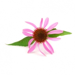 Echinacea Extract