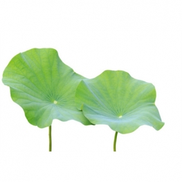 Lotus Leaf Extract