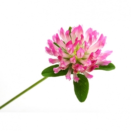 Red Clover Extract