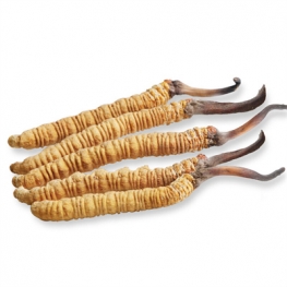 Cordyceps Sinensis Extract
