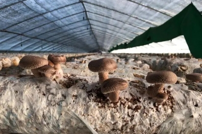 Shiitake Planting Base