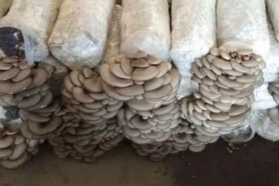 Oyster Mushroom Planting Base