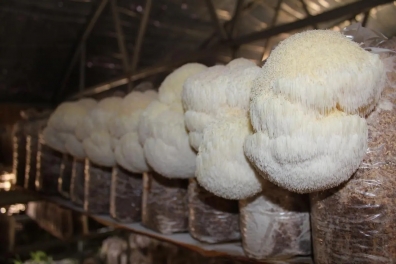 Lion's Mane Mushroom Planting Base