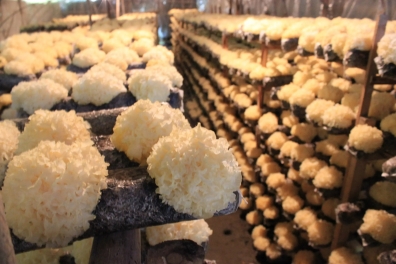 Tremella Fuciformis Planting Base