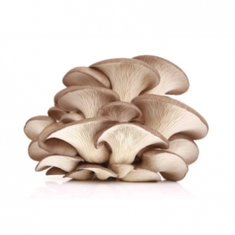 Oyster Mushroom Extract