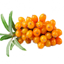 Sea Buckthorn Fruit Powder