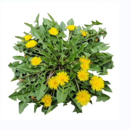 Dandelion Extract