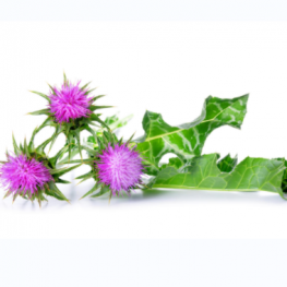 Milk Thistle Extract