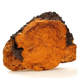 Chaga Extract