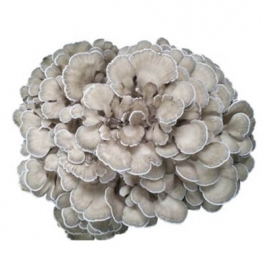 Maitake Extract