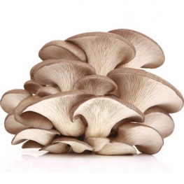 Oyster Mushroom Extract