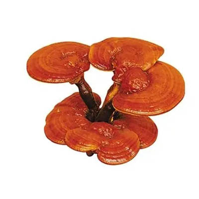 Reishi Extract