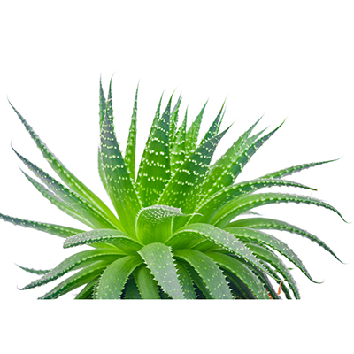 Aloe Vera Extract