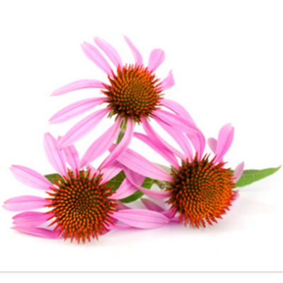 Echinacea Extract