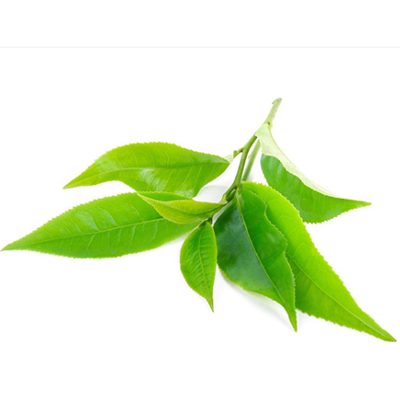 Green Tea Extract