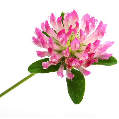 Red Clover Extract
