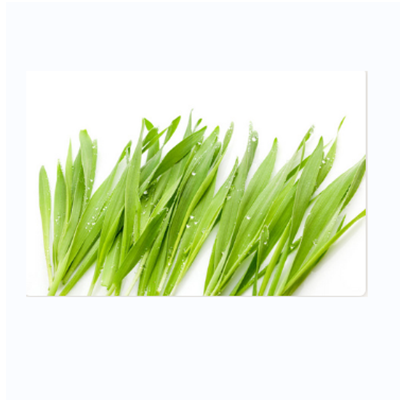 Barley Grass Juice Powder